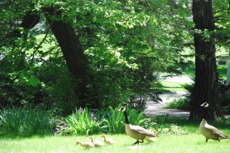 Geese crossing the yard