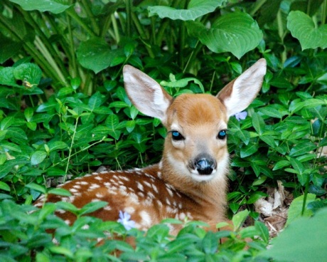 Fawn in our yard
