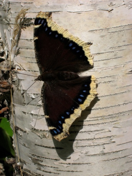 Butterfly on a Birch tree