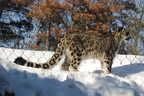 A snow leopard with a long tail.