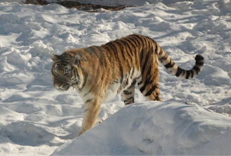 The tiger didn't seem to mind the snow.